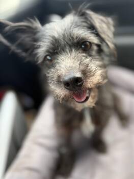 Rescue Dachshund and Terrier Dogs for Adoption in Yuba City, California - Mickey | PetCurious