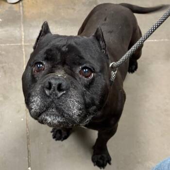 Pit Bull Terrier Dogs Available for Adoption in Yuma, Arizona - Shortstack | PetCurious