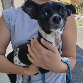 Ellie -  Chihuahua Dog for Adoption in Ojai, California - Ellie | PetCurious