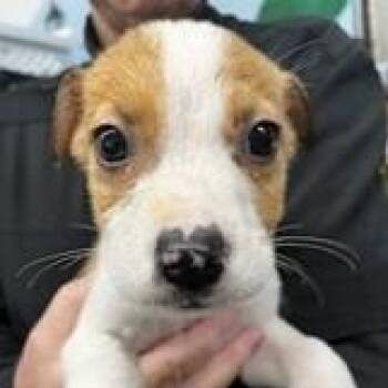 Terrier Dogs Available for Adoption - NY Duke Avail Feb 14 (Tracotr Supply Patterson) | PetCurious