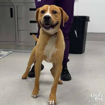 Woody -  Labrador Retriever Dog for Adoption in Washington, District Of Columbia - Woody | PetCurious