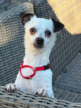 Snoopy -  Chihuahua Dog for Adoption in Sunnyvale, California - Snoopy | PetCurious