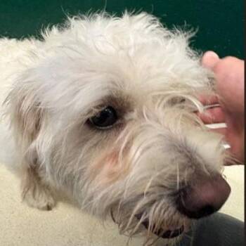 Max -  Maltese Dog for Adoption in Phoenixville, Pennsylvania - Max | PetCurious