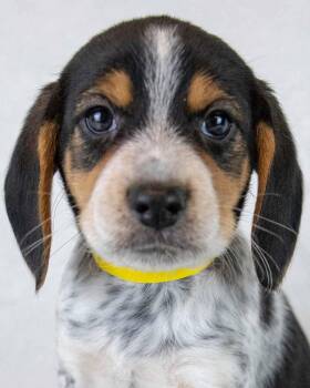 Beagle Dogs Available for Adoption in Kennesaw, Georgia - Rerun | PetCurious