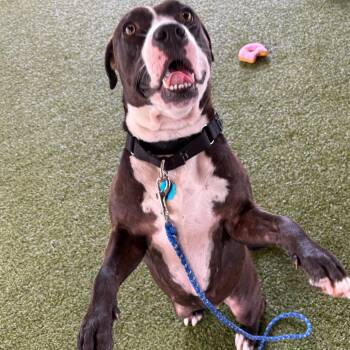 Mirabella -  Mixed Breed Dog for Adoption in West Palm Beach, Florida - Mirabella | PetCurious