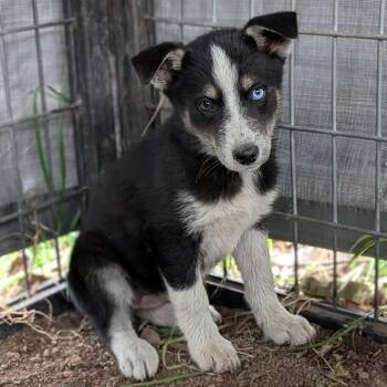 Husky and Cattle Dog Dogs Available for Adoption - Eve | PetCurious
