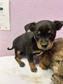 Chihuahua and Mixed Breed Dogs Available for Adoption in El Paso, Texas - 60869837 | PetCurious