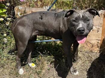 BUTTON -  Pit Bull Terrier and Mixed Breed Dog for Adoption in Mckinleyville, California - BUTTON | PetCurious