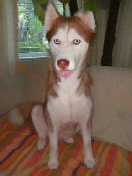 Rescue Siberian Husky Dogs for Adoption in Casselberry, Florida - Karmy | PetCurious