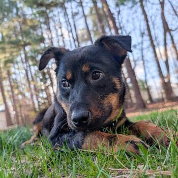 Rottweiler and Shepherd Dogs Available for Adoption - Archimedes | PetCurious