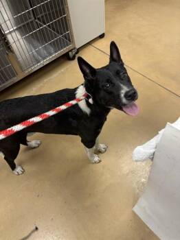 LAYLANG -  German Shepherd Dog and Mixed Breed Dog for Adoption in Minneapolis, Minnesota - LAYLANG | PetCurious