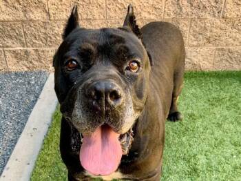URGENT SAVE ME PLEASE Andre A551404 -  Cane Corso Dog for Adoption in San Marcos, California - URGENT SAVE ME PLEASE Andre A551404 | PetCurious