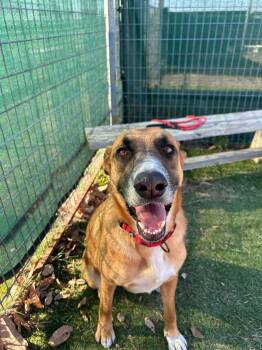 Lady (Tammy) -  Shepherd Dog Available for Adoption in New Braunfels, Texas - Lady (Tammy) | PetCurious