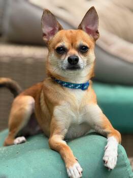 Bean -  Chihuahua and Shiba Inu Dog for Adoption in Atlanta, Georgia - Bean | PetCurious
