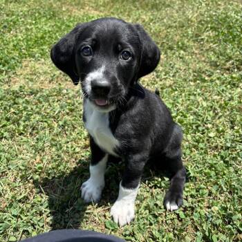 C-3PO -  Mixed Breed Dog Available for Adoption in Roxboro, North Carolina - C-3PO | PetCurious