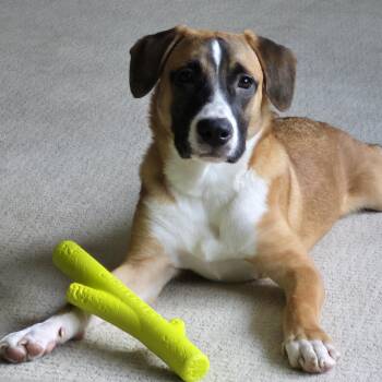 Rescue Boxer and Hound Dogs for Adoption in Midlothian, Virginia - Phong Pham | PetCurious