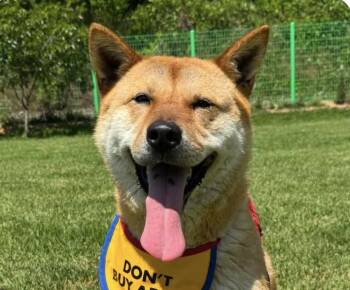 Daon -  Jindo and Shiba Inu Dog for Adoption in San Ramon, California - Daon | PetCurious
