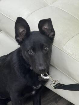 Ruby -  Shepherd and Husky Dog for Adoption in Sonora, California - Ruby | PetCurious