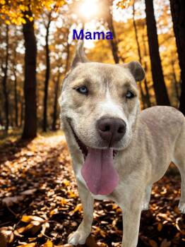 Rescue Pit Bull Terrier Dogs for Adoption in San Luis, Colorado - Mama | PetCurious