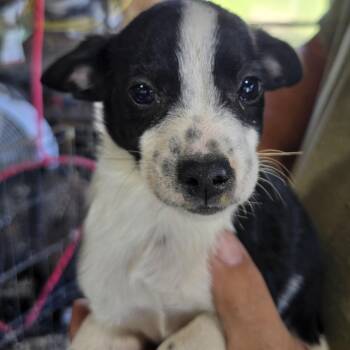 Vinnie -  Pug and Australian Cattle Dog Blue Heeler Dog for Adoption in Zaleski, Ohio - Vinnie | PetCurious