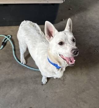 Mikey -  Mixed Breed Dog for Adoption in Cando, North Dakota - Mikey | PetCurious