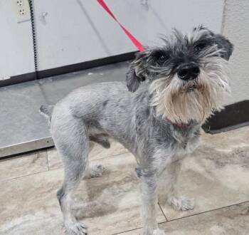 Miniature Schnauzer and Schnauzer Dogs Available for Adoption in Boulder, Colorado - Marlow | PetCurious