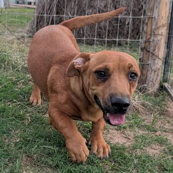 Sunny -  Dachshund and Chihuahua Dog for Adoption in Tishomingo, Oklahoma - Sunny | PetCurious