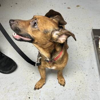 Banjo -  Mixed Breed Dog for Adoption in Uniontown, Pennsylvania - Banjo | PetCurious
