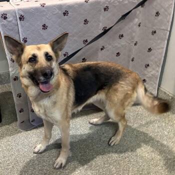 IVHS-Stray-140652 -  German Shepherd Dog Dog for Adoption in San Gabriel, California - IVHS-Stray-140652 | PetCurious