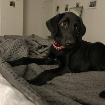 Calliope -  Labrador Retriever Dog for Adoption in Indianapolis, Indiana - Calliope | PetCurious