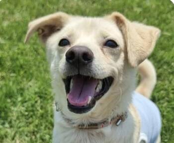 Bingo -  Jindo and Terrier Dog for Adoption in San Ramon, California - Bingo | PetCurious