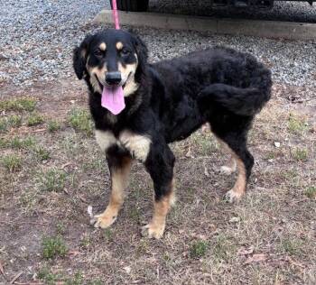 Zoe, gorgeous young Aussie, sweet and fun loving -  Australian Shepherd Dog for Adoption in Charlottesville, Virginia - Zoe, Gorgeous Young Aussie, Sweet And Fun Loving | PetCurious