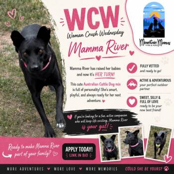 Mama River -  Border Collie and Labrador Retriever Dog for Adoption in Midway, Utah - Mama River | PetCurious