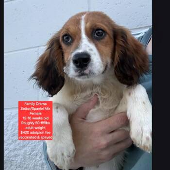 Setter Dogs Available for Adoption in Oviedo, Florida - Family Drama | PetCurious