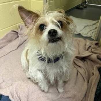 Mason -  Jack Russell Terrier Dog for Adoption in Worcester, Massachusetts - Mason | PetCurious