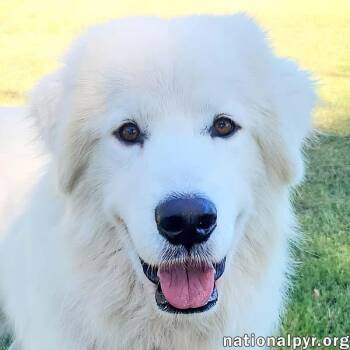 Rescue Great Pyrenees Dogs for Adoption in Beacon, New York - Collin In KY - Fluffy, Quiet & Gentle Explorer! | PetCurious