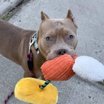 Groot -  Pit Bull Terrier and Mixed Breed Dog for Adoption in Concord, North Carolina - Groot | PetCurious