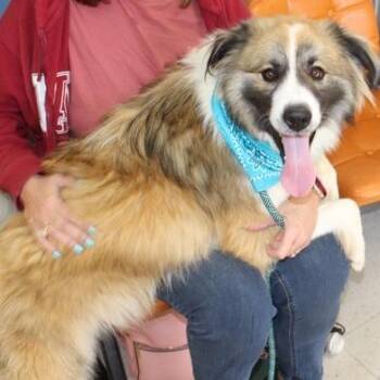 Great Pyrenees and Saint Bernard Dogs Available for Adoption in Birmingham, Alabama - Sugar Ray | PetCurious