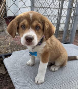 Retriever and Australian Shepherd Dogs Available for Adoption - Tess | PetCurious
