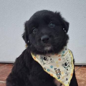 Labrador Retriever and Chihuahua Dogs Available for Adoption in New York, New York - PRINCESS POCAHONTAS "Disney Litter" (out Of Town) | PetCurious