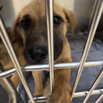 Linguini (pink) -  Mixed Breed Dog for Adoption in Winston-salem, North Carolina - Linguini (pink) | PetCurious