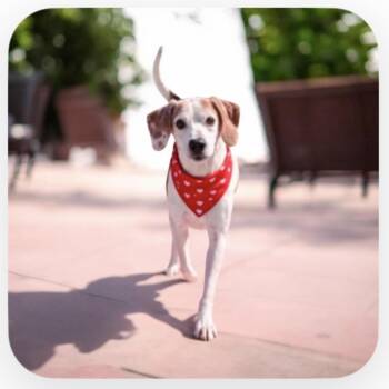 Mixed Breed and Beagle Dogs Available for Adoption - Canoe | PetCurious