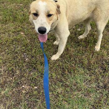Great Pyrenees Dogs Available for Adoption in Muldrow, Oklahoma - Diamond | PetCurious