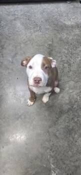 Mixed Breed Dogs Available for Adoption in Paducah, Kentucky - Tuck | PetCurious