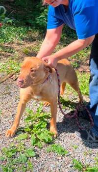 Joe -  Pit Bull Terrier Dog for Adoption in Mountain City, Tennessee - Joe | PetCurious
