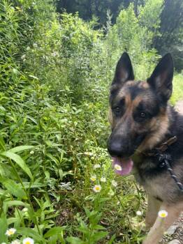 Ceasar -  German Shepherd Dog Dog for Adoption in Little Rock, Arkansas - Ceasar | PetCurious