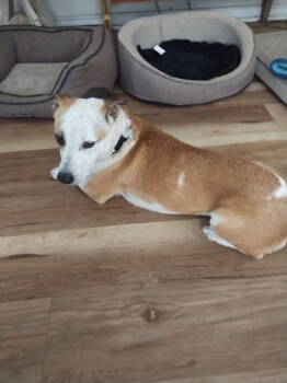Rescue Basset Hound Dogs for Adoption in Phoenix, Arizona - Sabrina | PetCurious