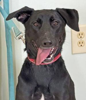 Rescue Black Labrador Retriever and Shepherd Dogs for Adoption in Amery, Wisconsin - Daisy | PetCurious