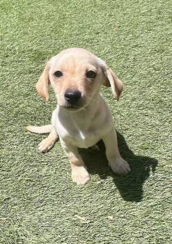 Mixed Breed Dogs Available for Adoption in El Cajon, California - King Henry IV | PetCurious