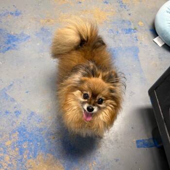 Pomeranian Dogs Available for Adoption - Mama | PetCurious